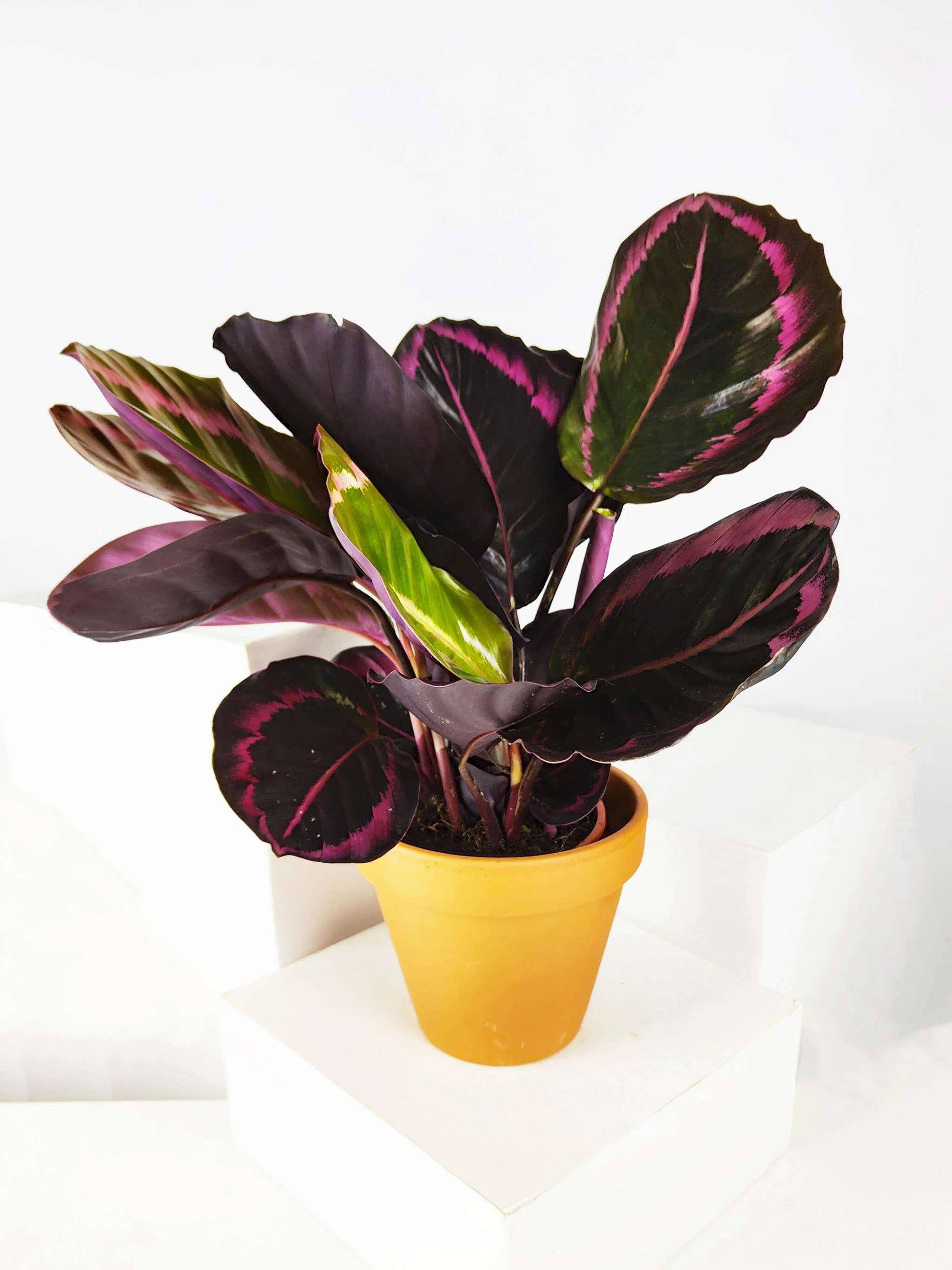 Calathea Roseopicta | Altura 45cm - Diámetro 14cm