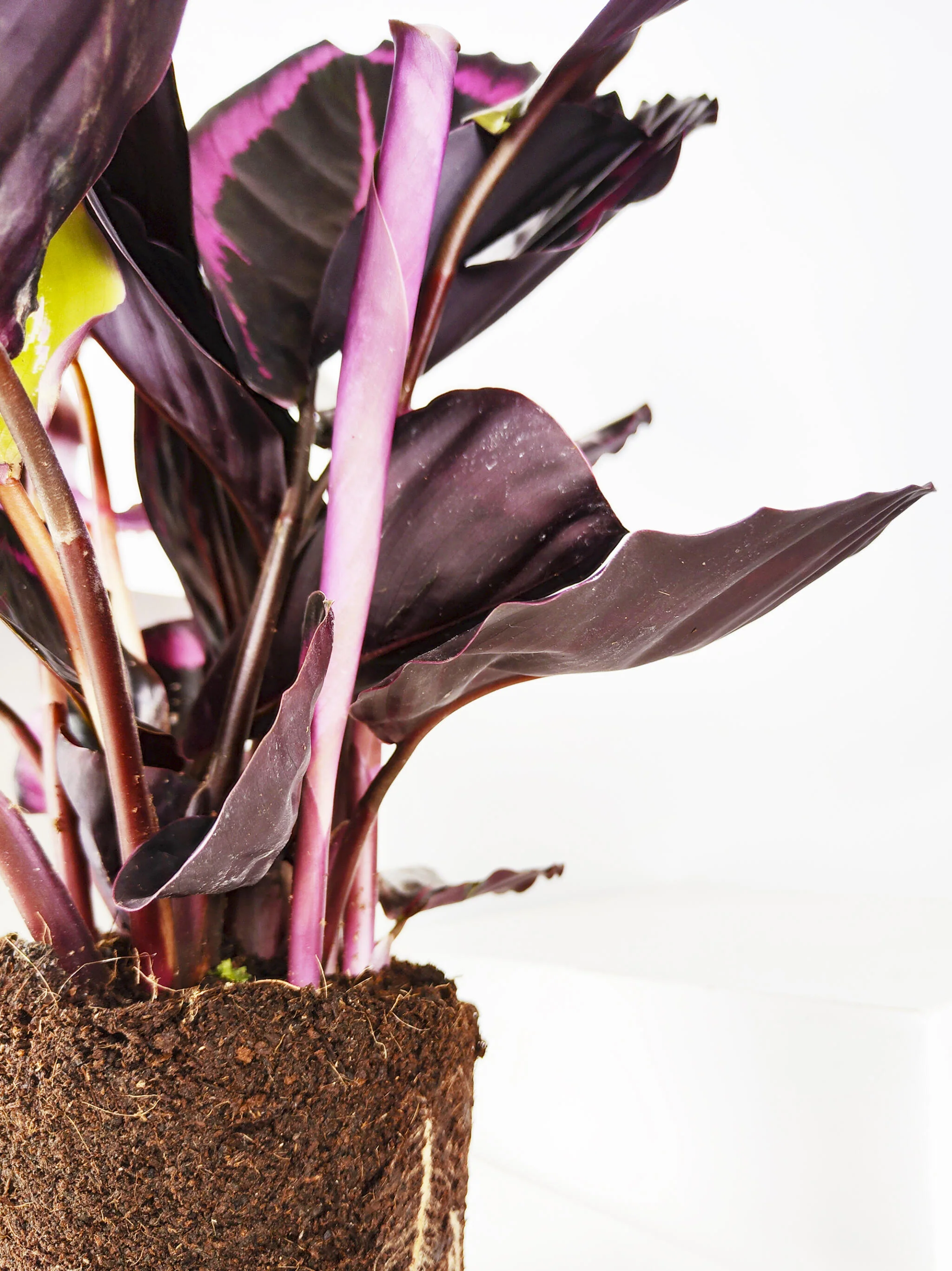 Calathea Roseopicta | Altura 45cm - Diámetro 14cm - Image 3