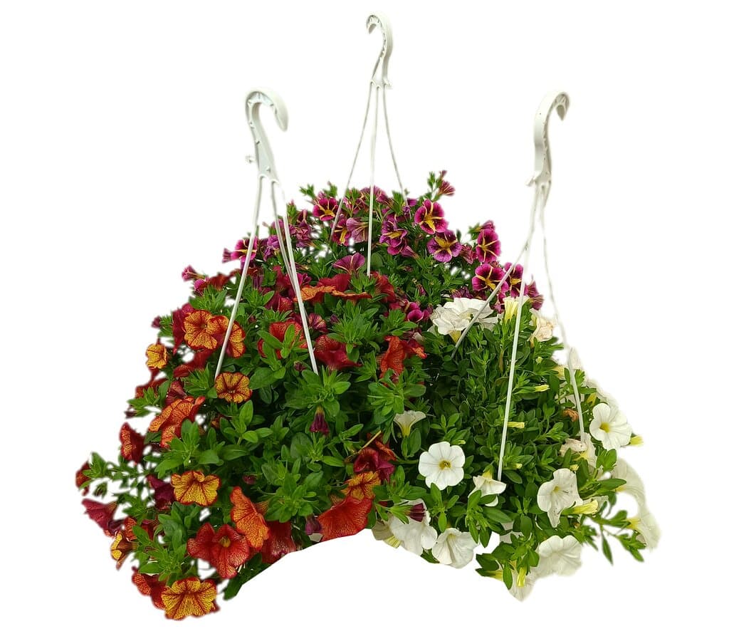 Calibrachoa T15
