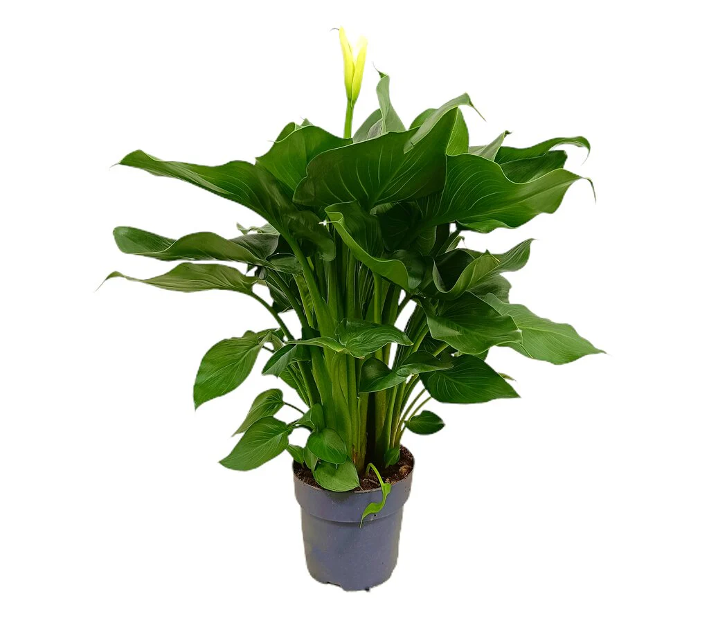 Calla Blanca M17 80cm (lirio)