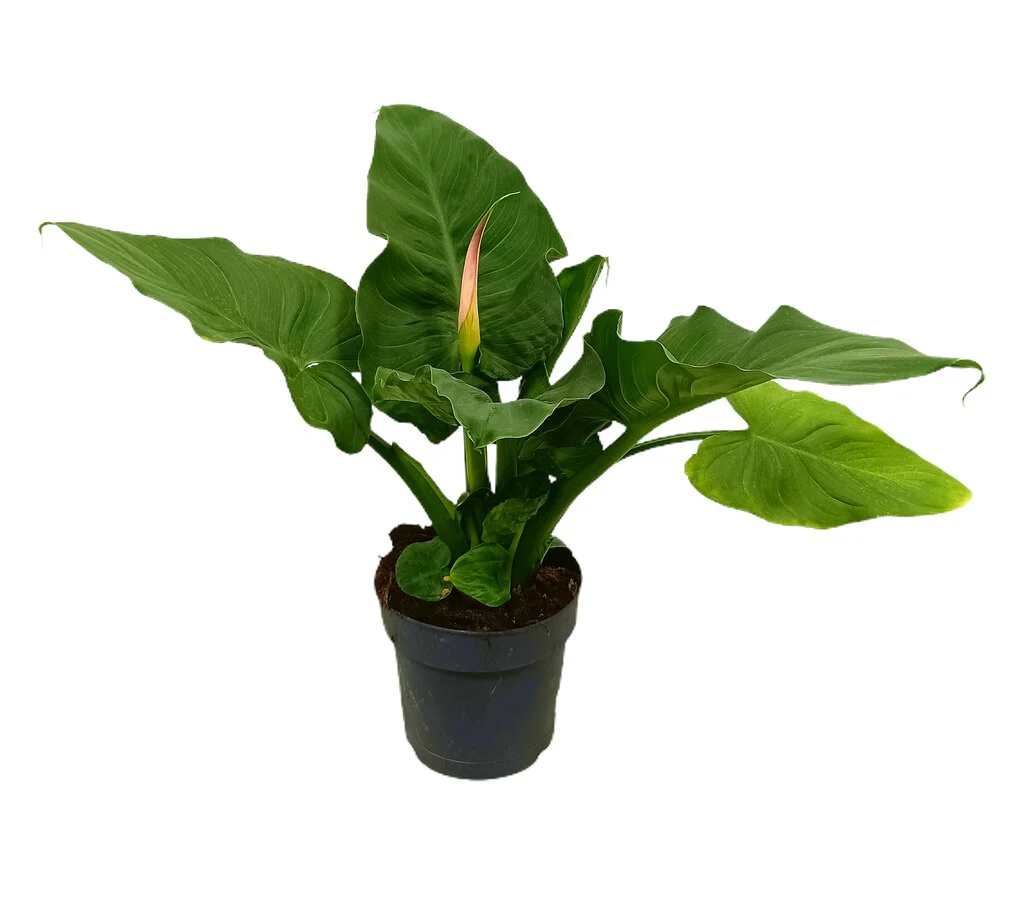 Calla Flamingo M19 40-50cm (lirio)