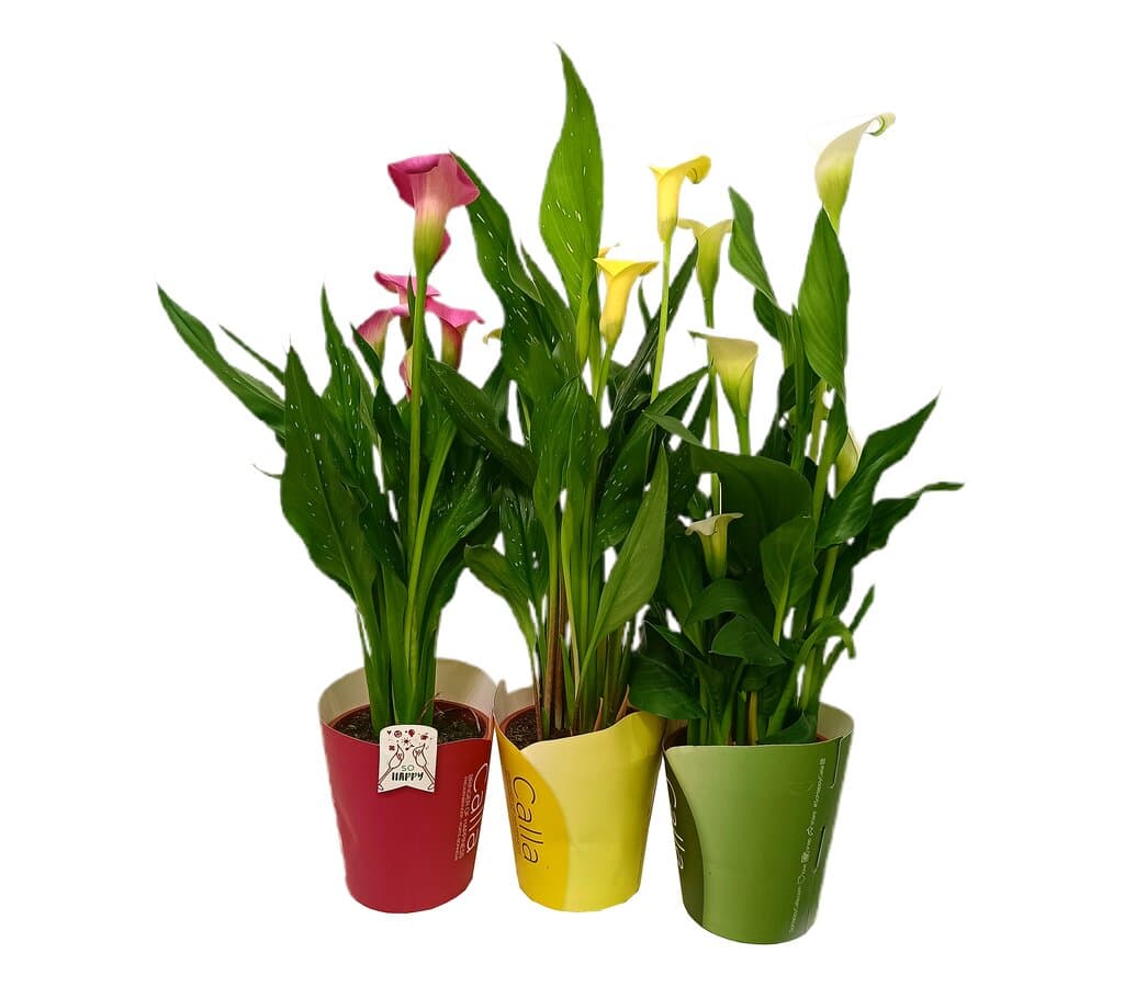 Calla Variada M13 (lirio)