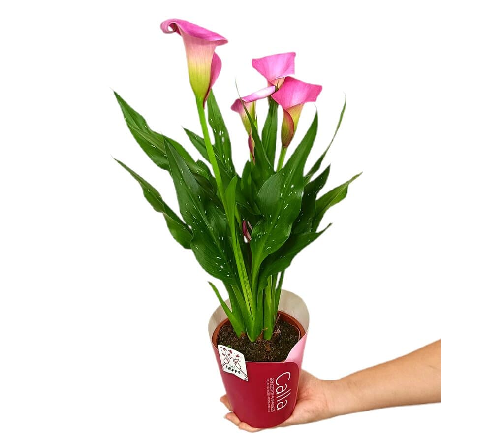 Calla Variada M13 (lirio) - Image 2
