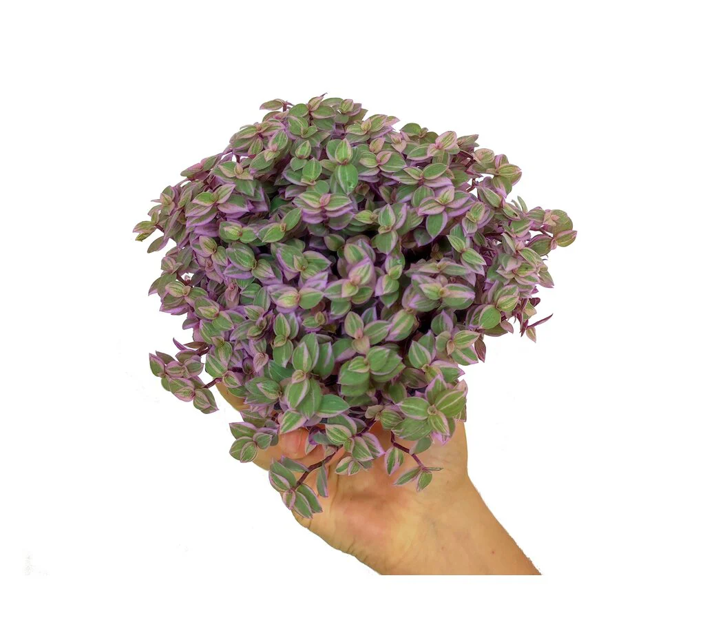Callisia Repens M12 20cm (disponible En Color Verde)