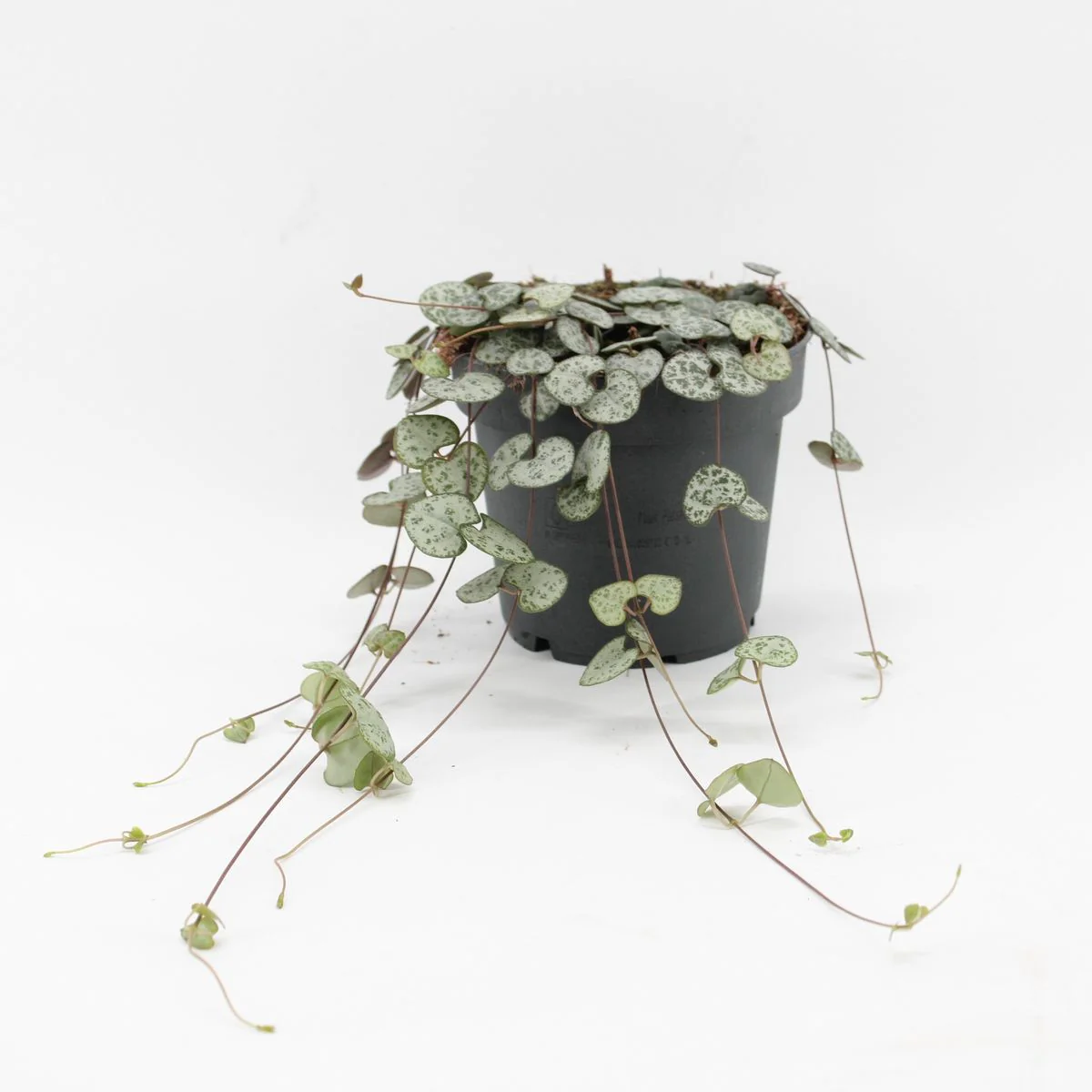 Ceropegia Woodi Ø12 Planta Natual Colgante