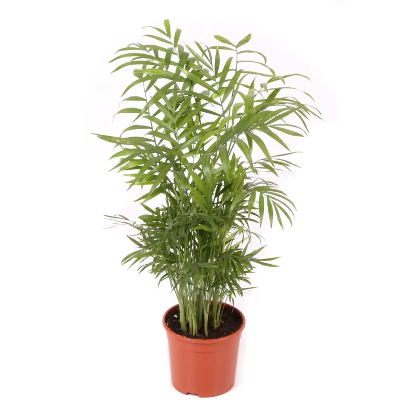 Chamaedorea Planta De Interior De Bajo Mantenimiento Maceta 9cm