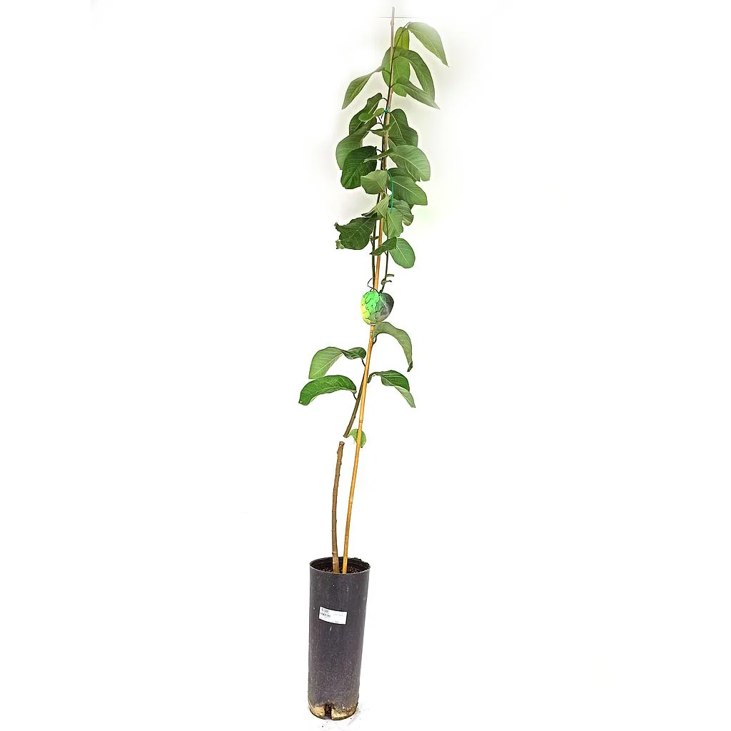 Chirimoyo Tb20 120-150cm
