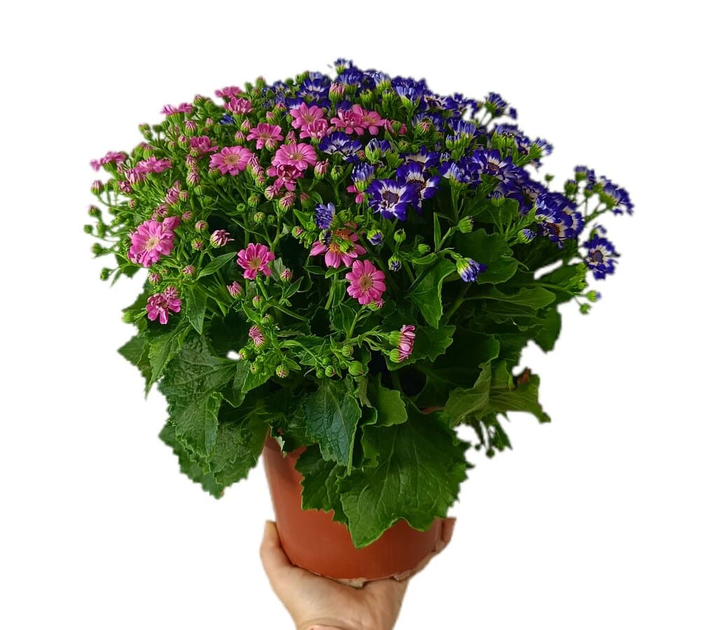 Cineraria Hibrida M17