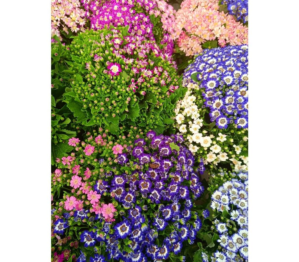 Cineraria Hibrida M17 - Image 2
