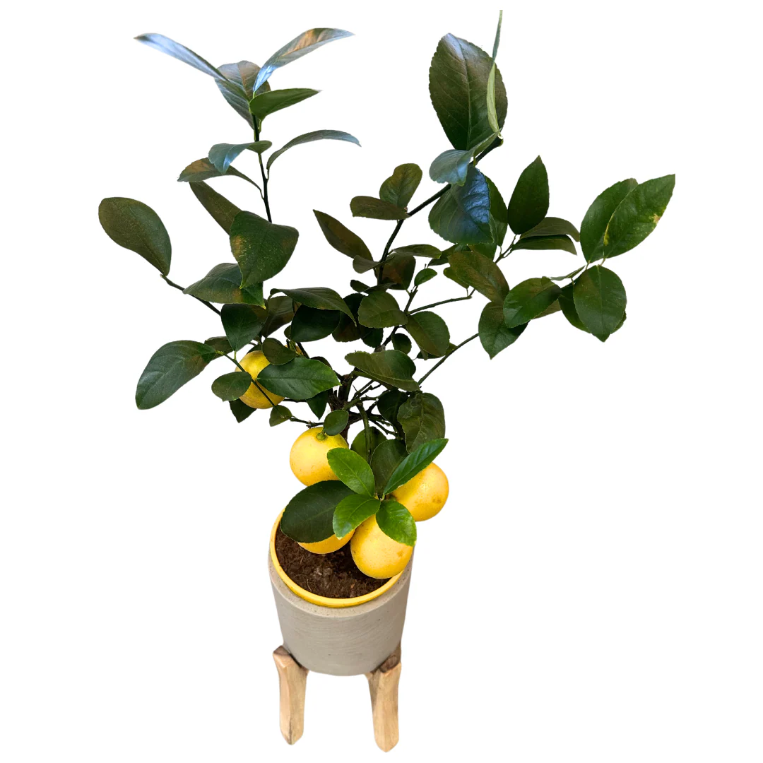 Cítrico Mini Limón M17