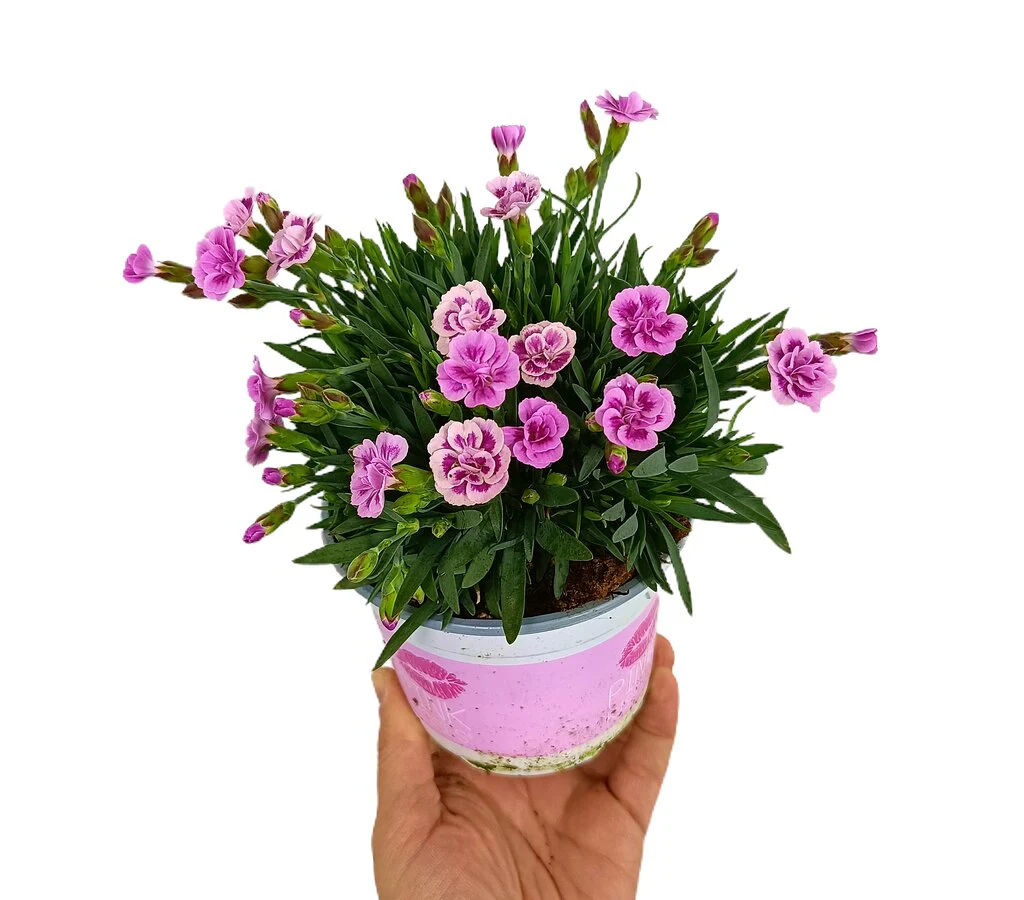 Clavel Pink Kisses M11