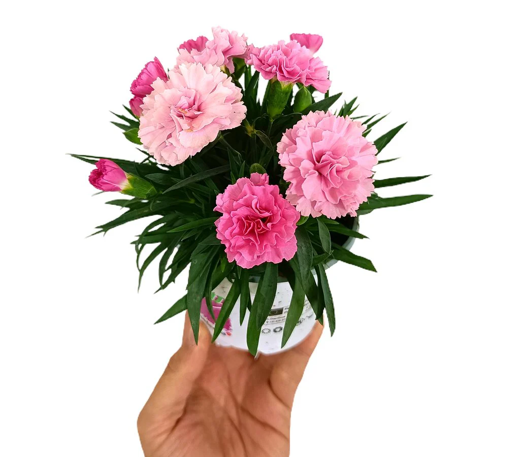 Clavel Pink Kisses M11 - Image 2
