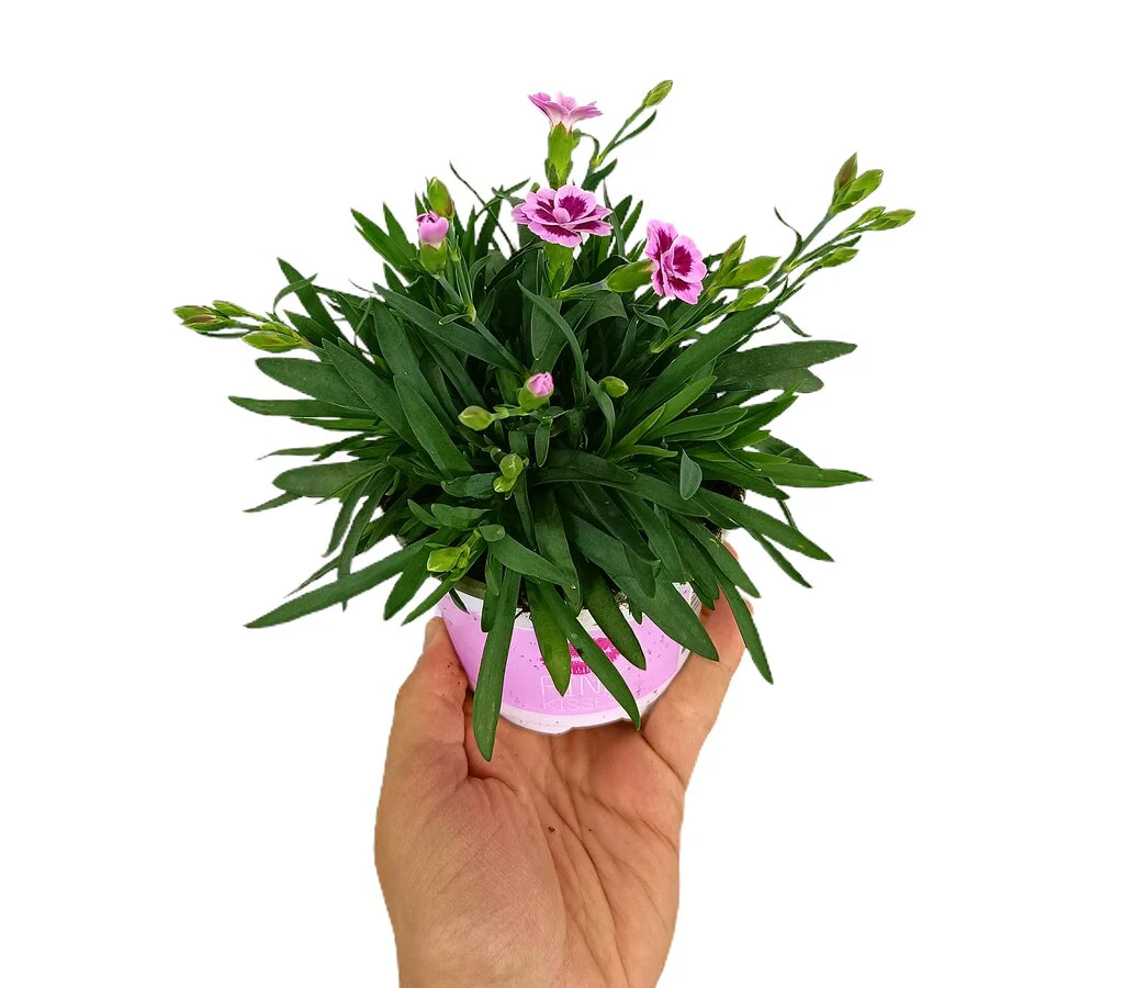 Clavel Pink Kisses M11 - Image 3
