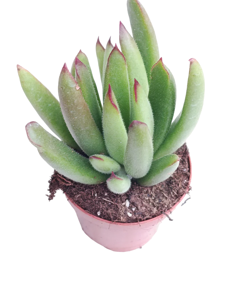 Cotyledon Pico Rojo Ø5 Planta Suculenta