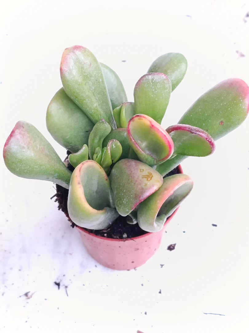 Crassula Ogro Sunset Ø5 Planta Suculenta
