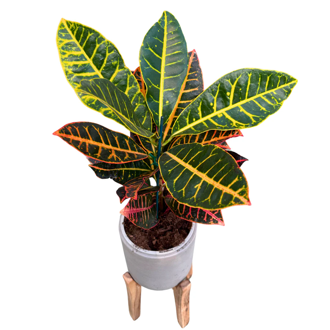 Croton Petra Planta De Interior (codiaeum Variegatum 'petra')