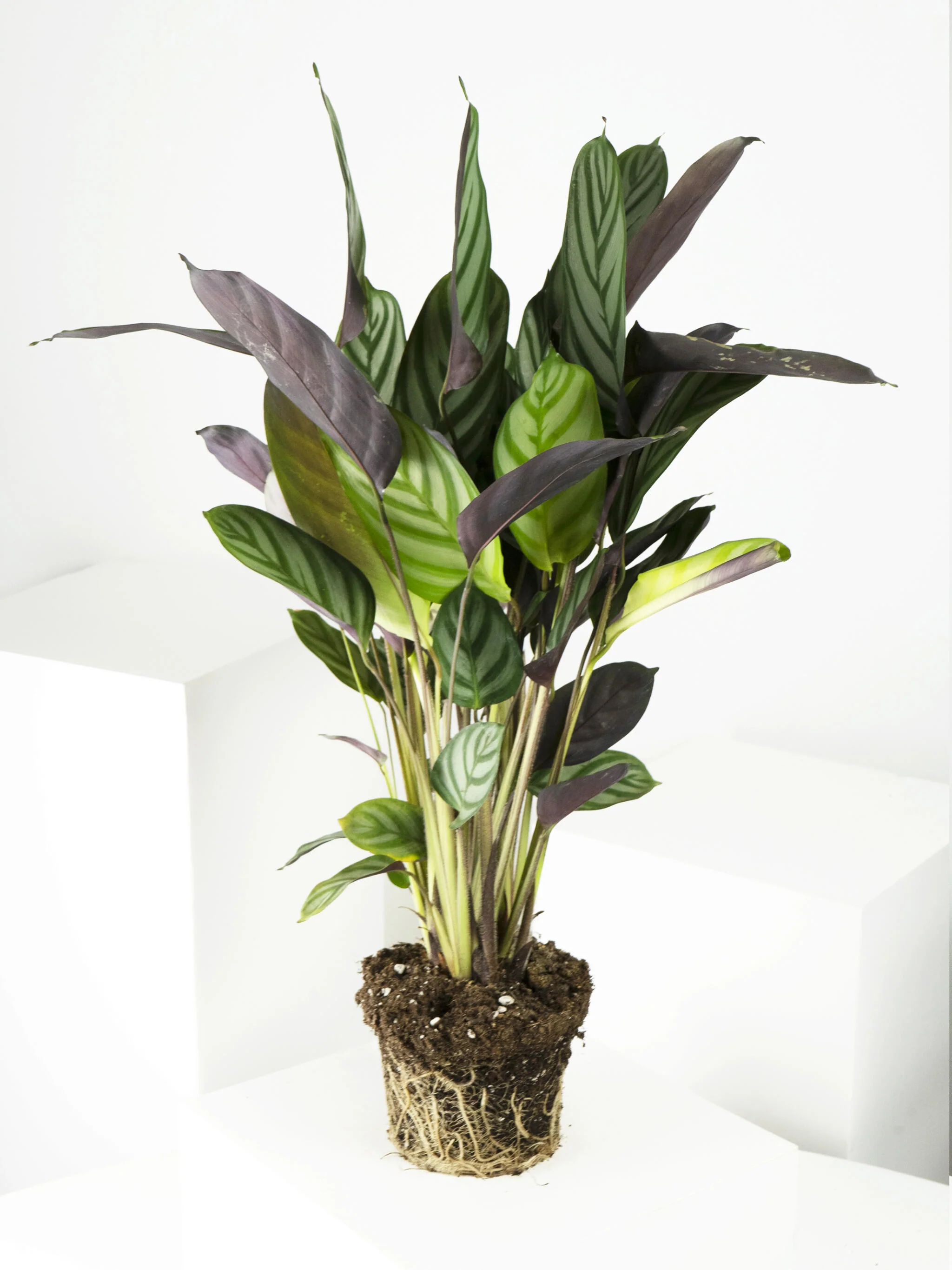 Ctenanthe Green Flag | Altura 45cm - Diámetro 14cm