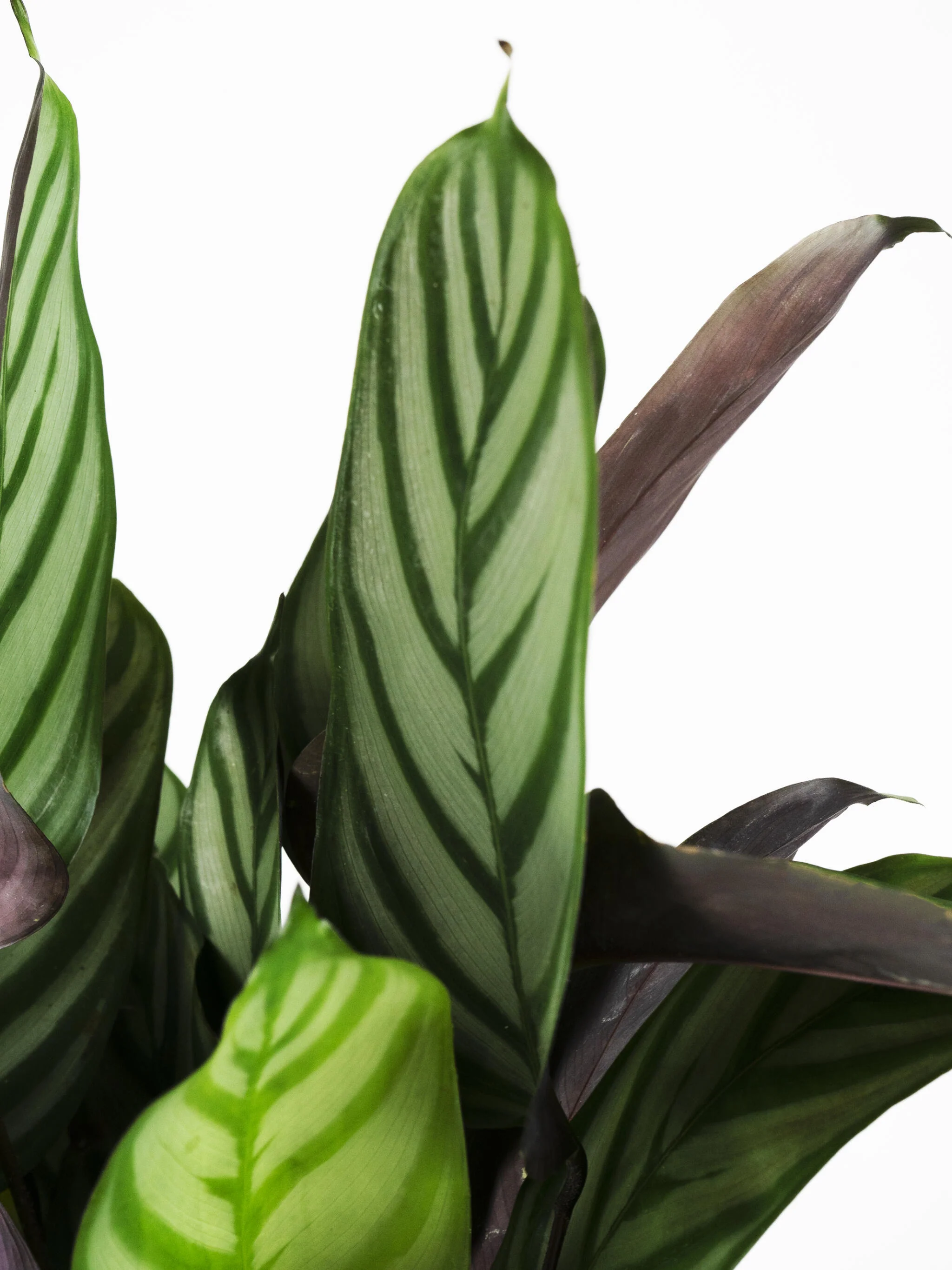 Ctenanthe Green Flag | Altura 45cm - Diámetro 14cm - Image 2