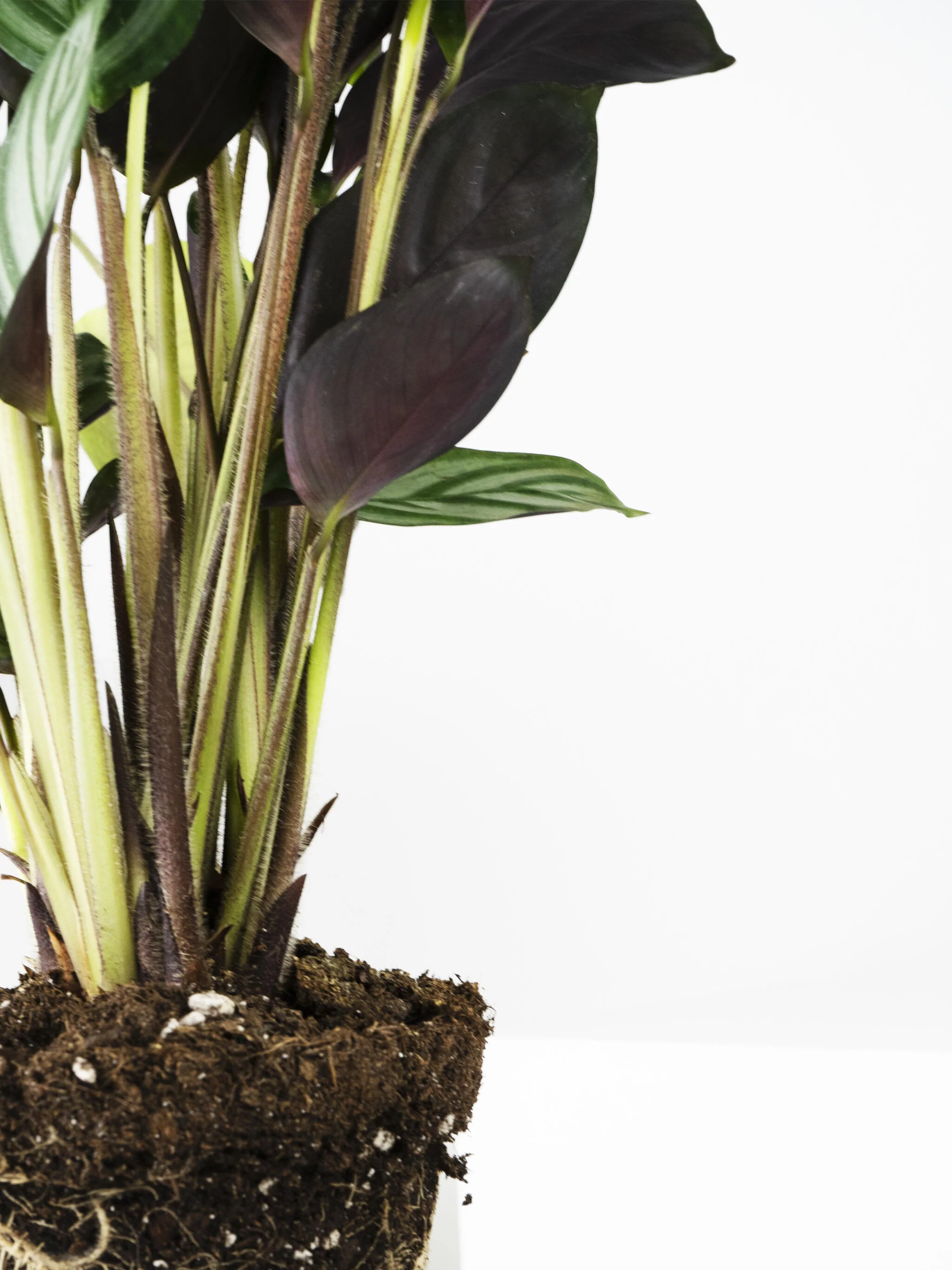 Ctenanthe Green Flag | Altura 45cm - Diámetro 14cm - Image 3