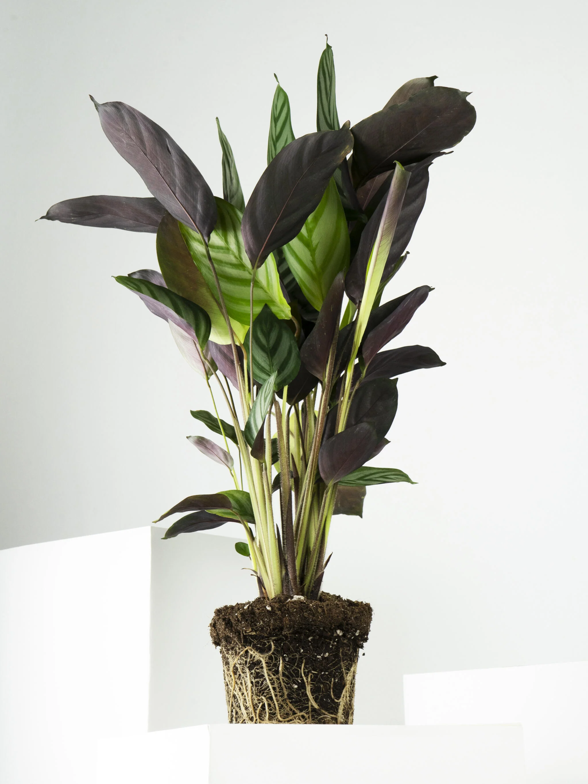 Ctenanthe Green Flag | Altura 45cm - Diámetro 14cm - Image 4