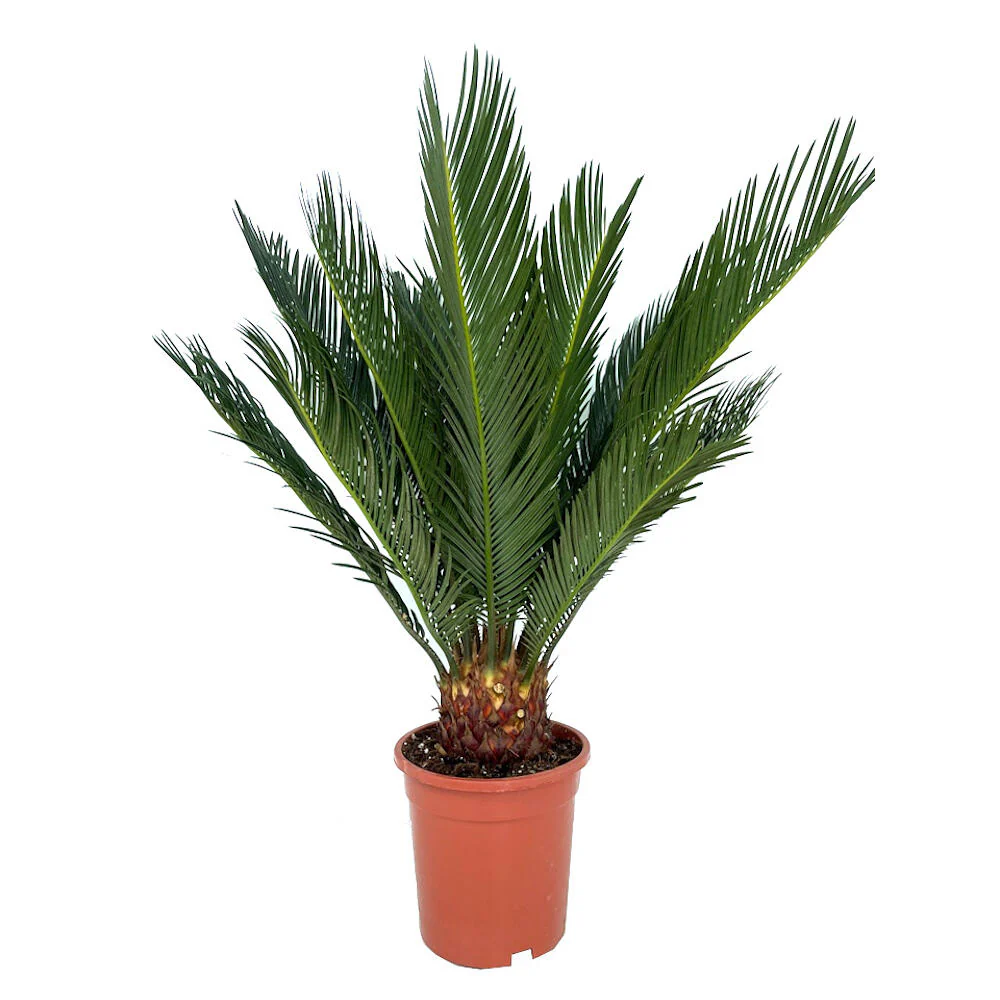 Cyca Revoluta M17 50cm