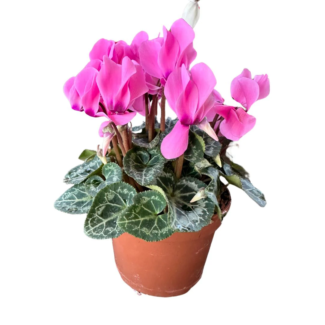 Cyclamen La Planta De Interior Reina Del Invierno Maceta 10cm