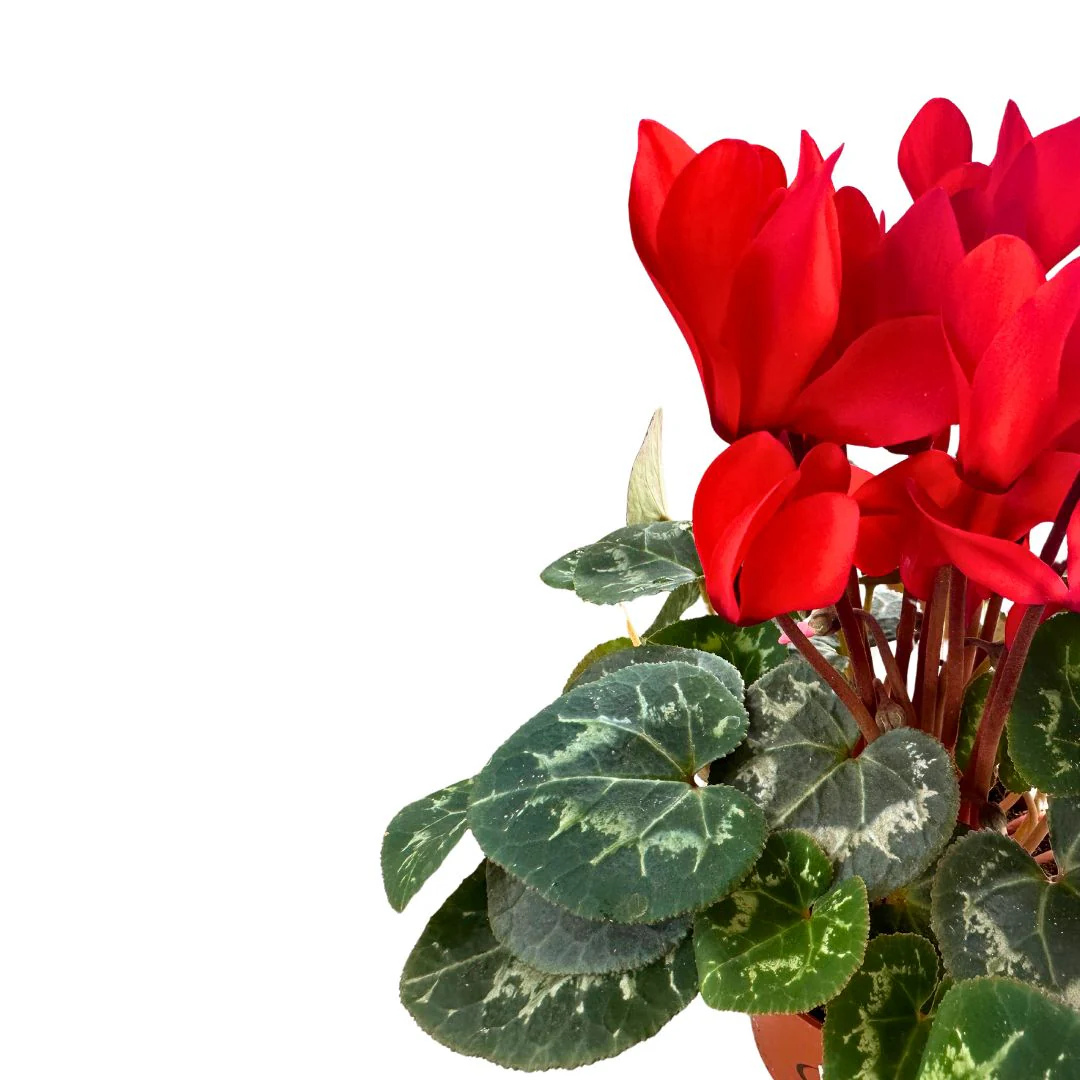 Cyclamen La Planta De Interior Reina Del Invierno Maceta 10cm - Image 2