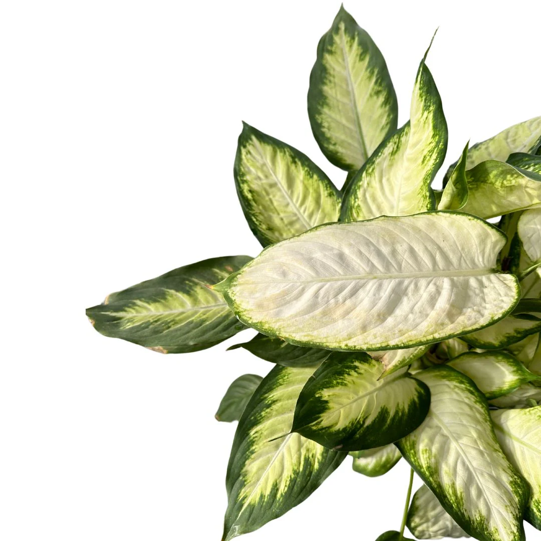 Dieffenbachia Camila M17 Maceta 17cm - Image 2