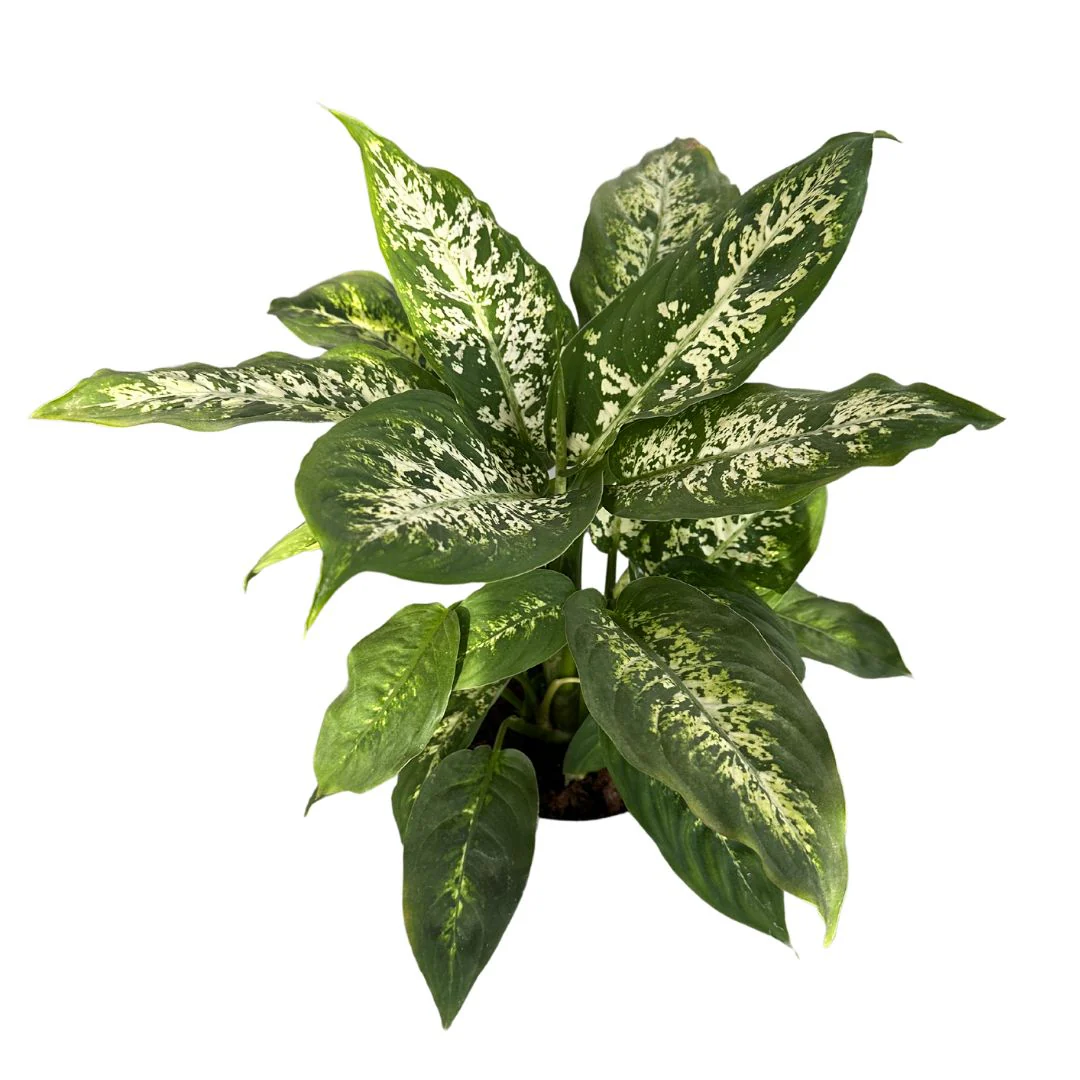 Dieffenbachia Compacta: La Planta De Interior Que Transformará Tu Hogar Maceta 12 Cm