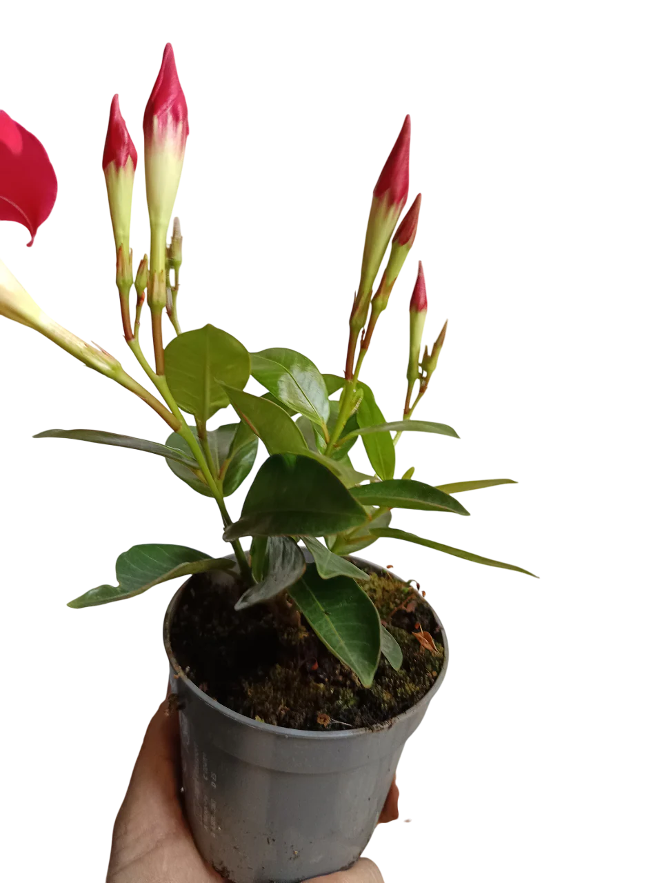 Dipladenia Arbustiva Trepadora Roja Planta De Sol
