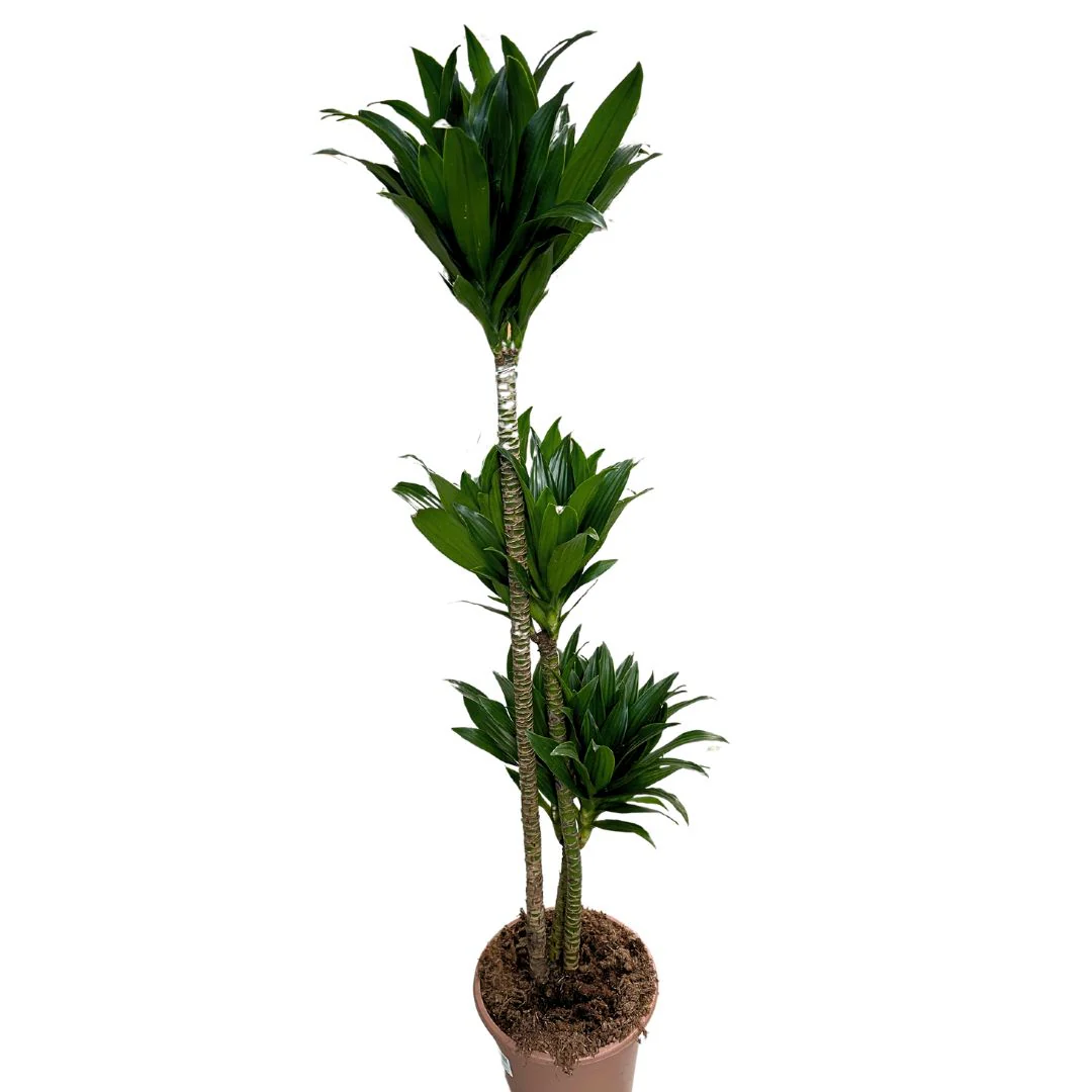 Dracena Compacta - La Planta Perfecta Para Espacios Con Poca Luz Y Bajo Mantenimiento Maceta 16cm 2 Troncos 30/15