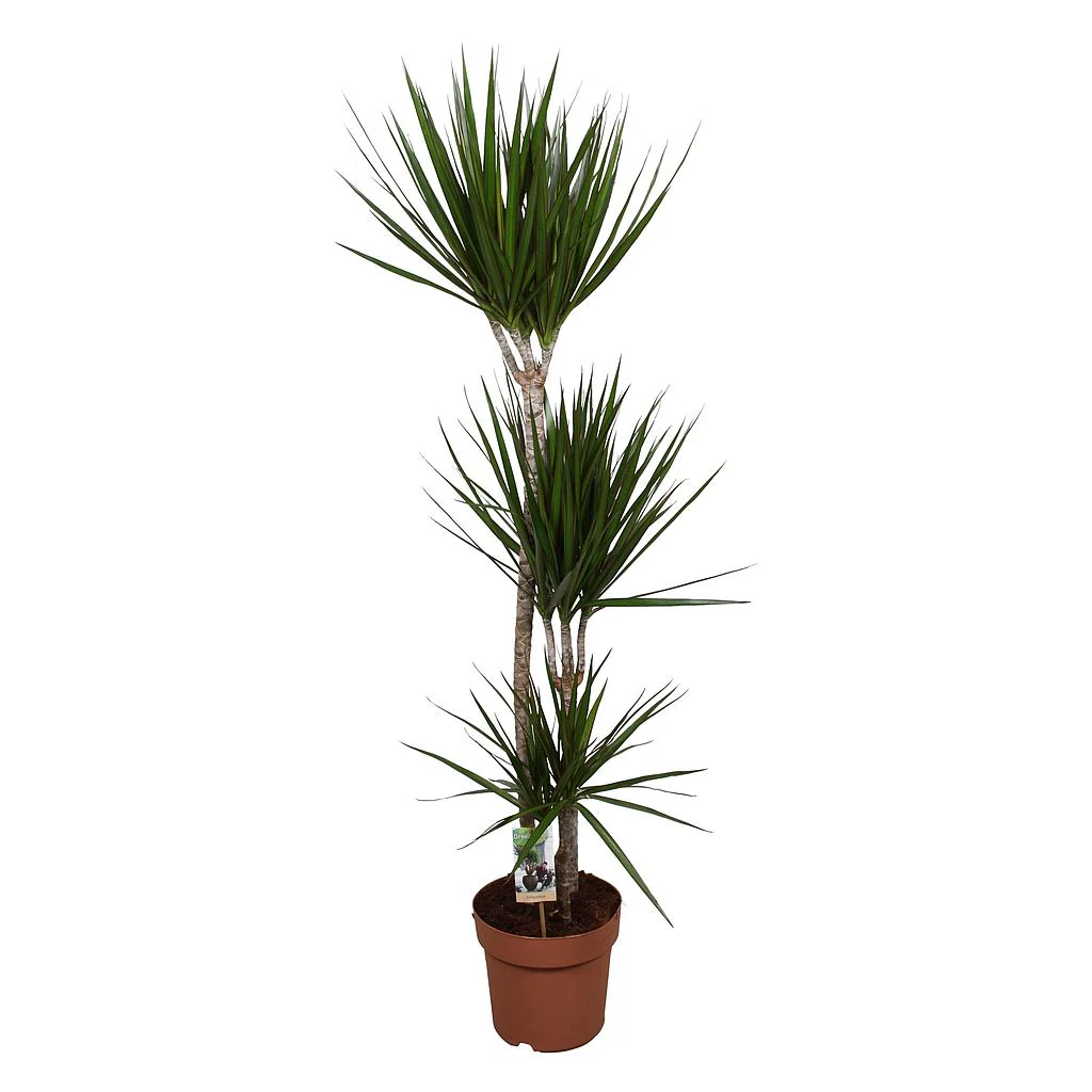 Dracena Marginata 3 Troncos 60-30-15 M21 120cm