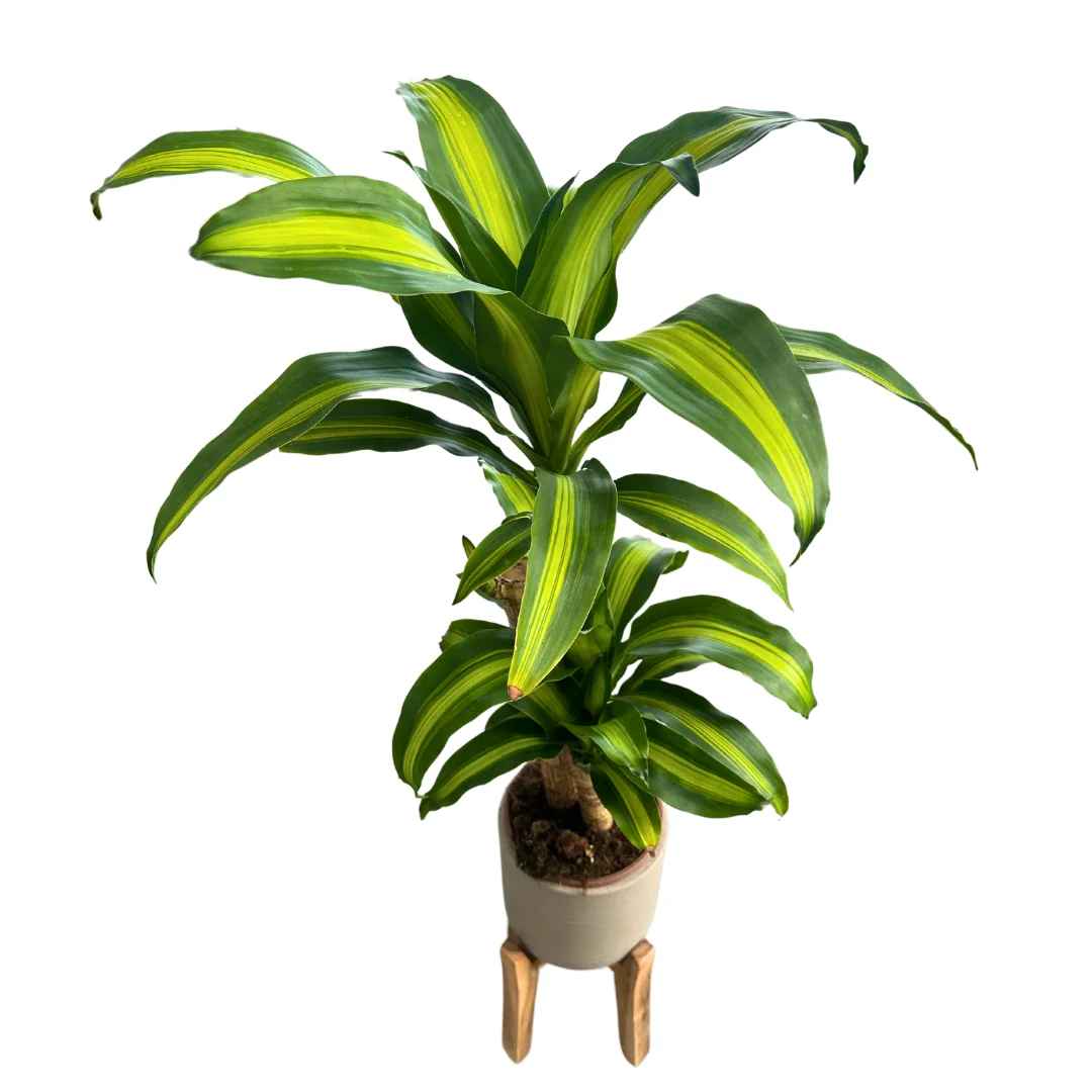Dracena Massangeana: Elegante Tronco De Brasil Para Tu Hogar Maceta 17cm 2 Troncos 45/20