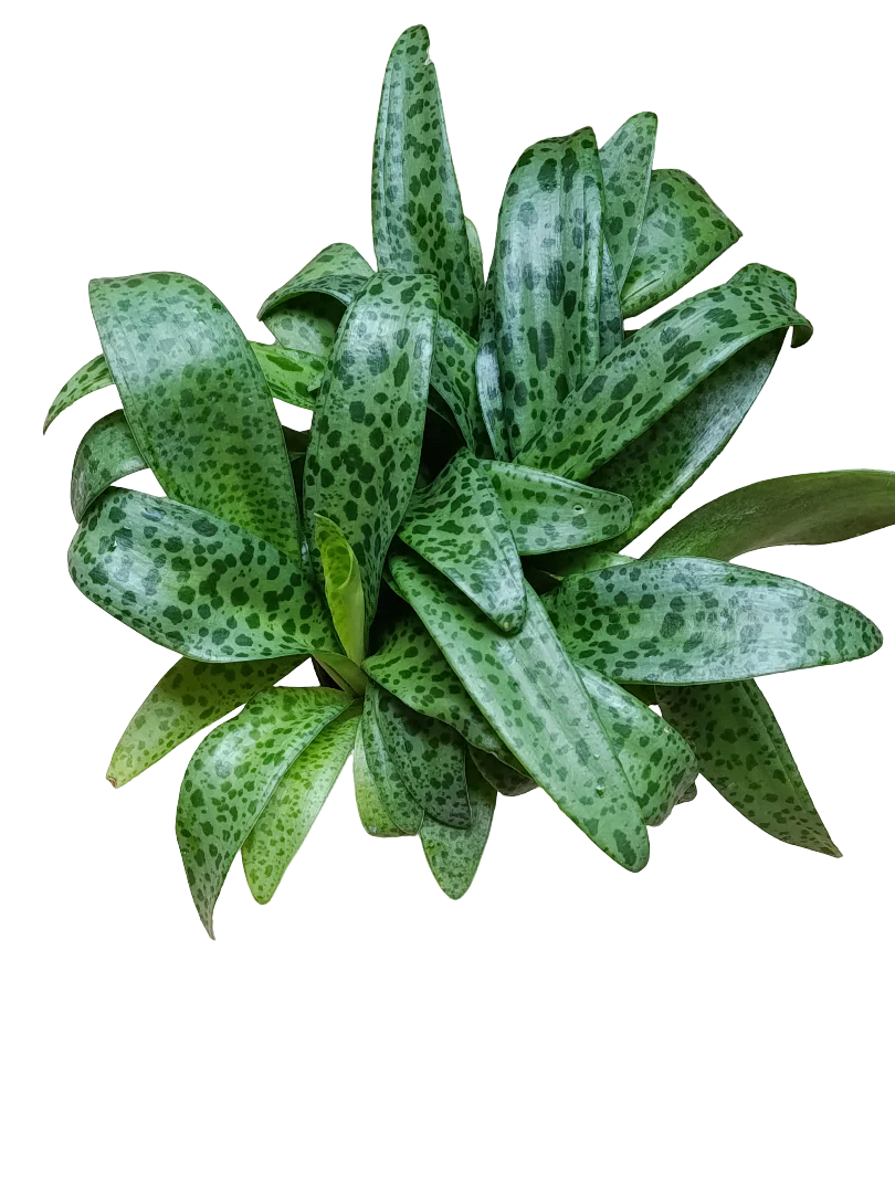 Drimiopsis Maculata Planta Bulbosa Ø12