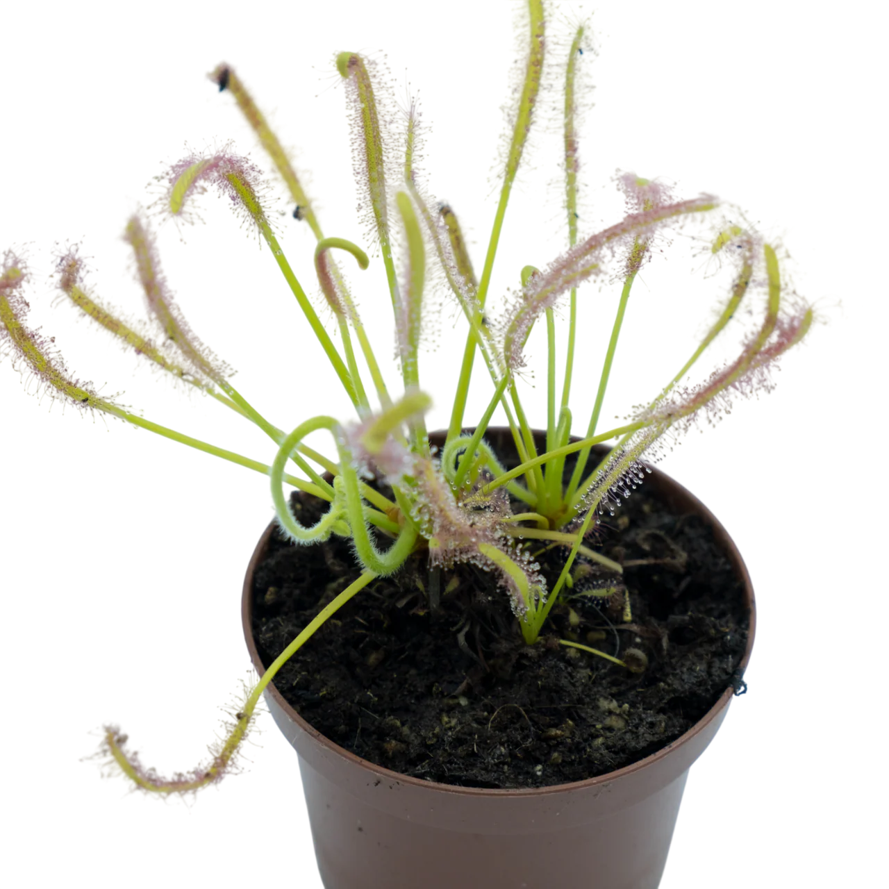 Drosera Capensis alba M9
