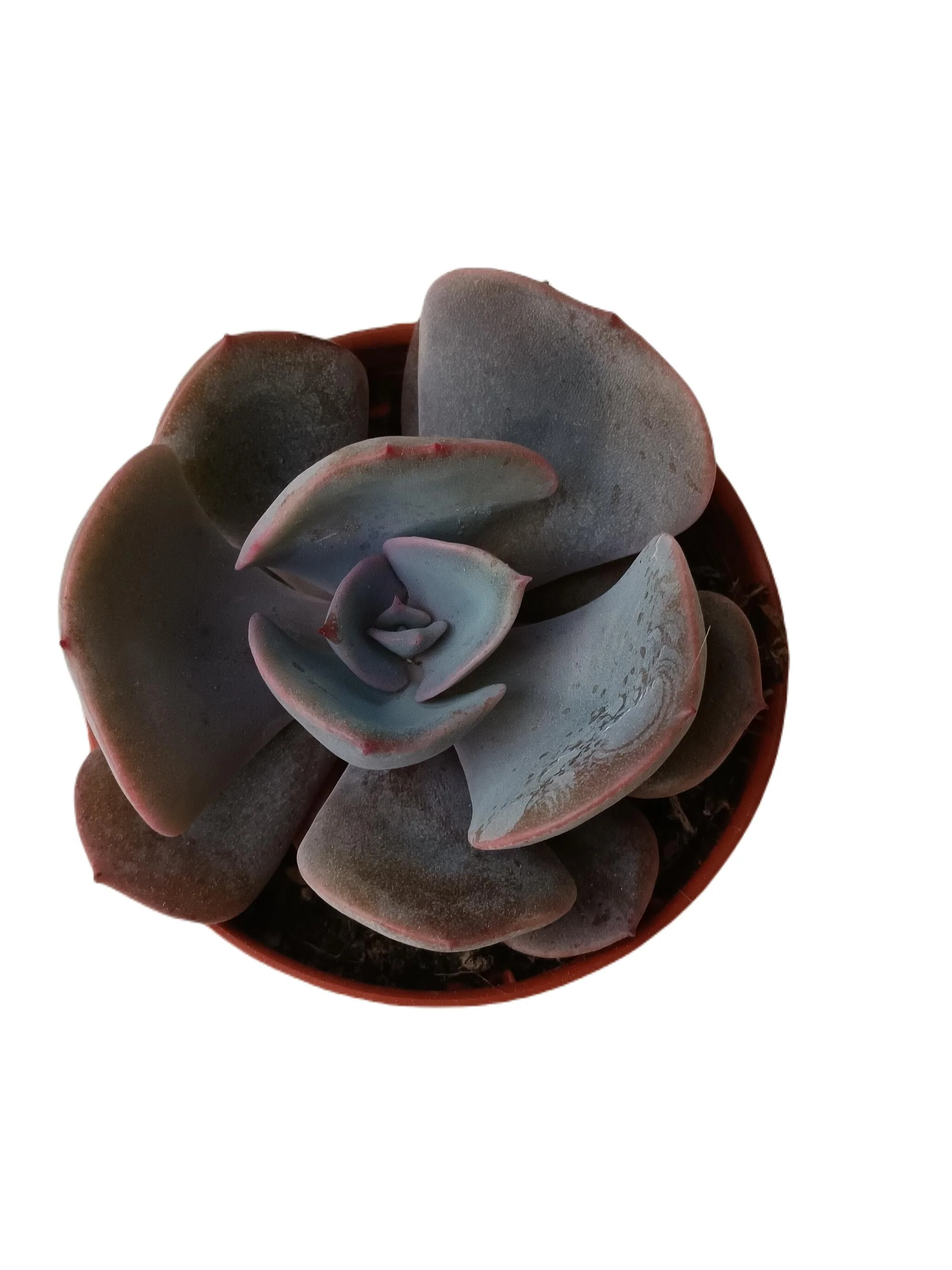 Echeveria Dusty Rose Planta Suculenta Ø5 Cm