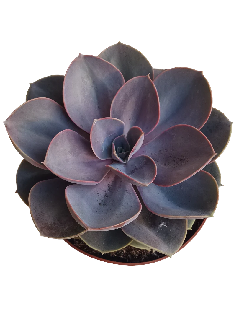Echeveria Perla De Numberg Planta Suculenta De Sol Ø13