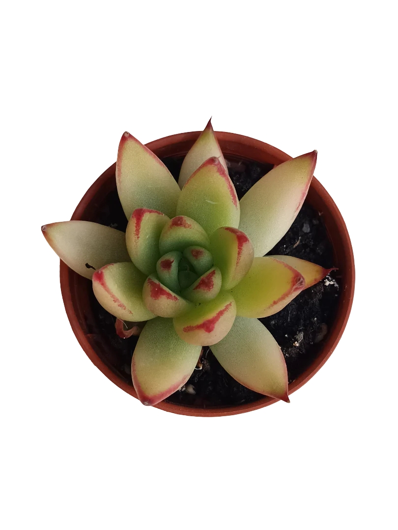 Echeveria Red Tips Planta Suculenta Ø5