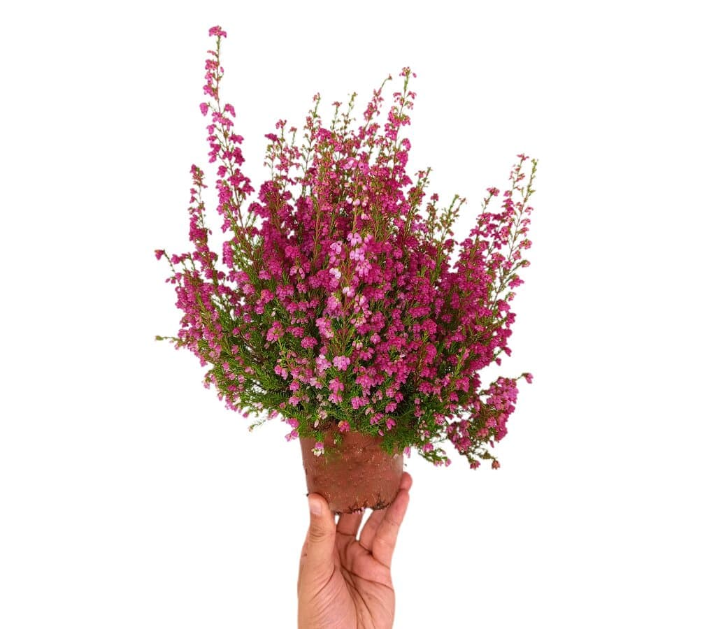 Erica Gracilis M11