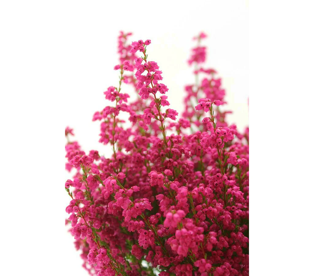Erica Gracilis M11 - Image 2