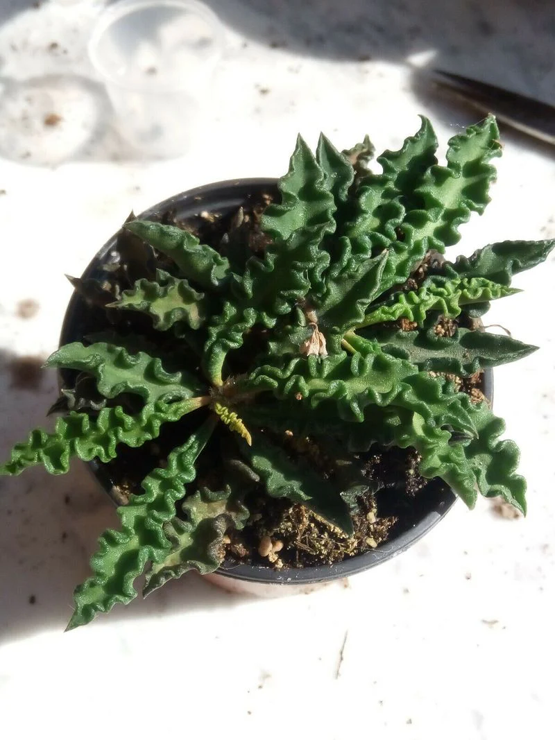 Miniatura 1
