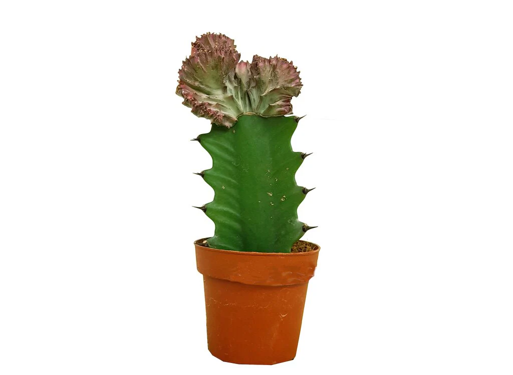 Euphorbia Lactea Cristata M9 15cm