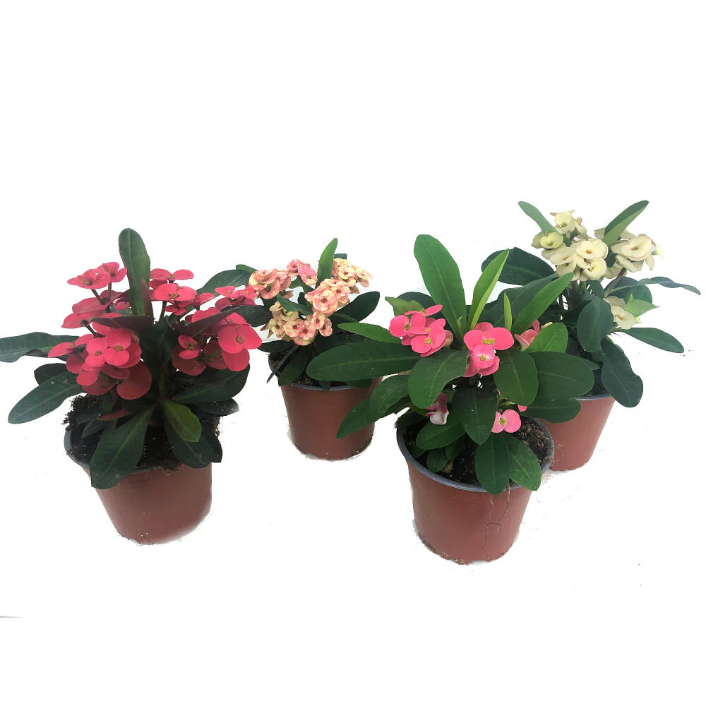 Euphorbia Millii M13 (corona De Cristo)