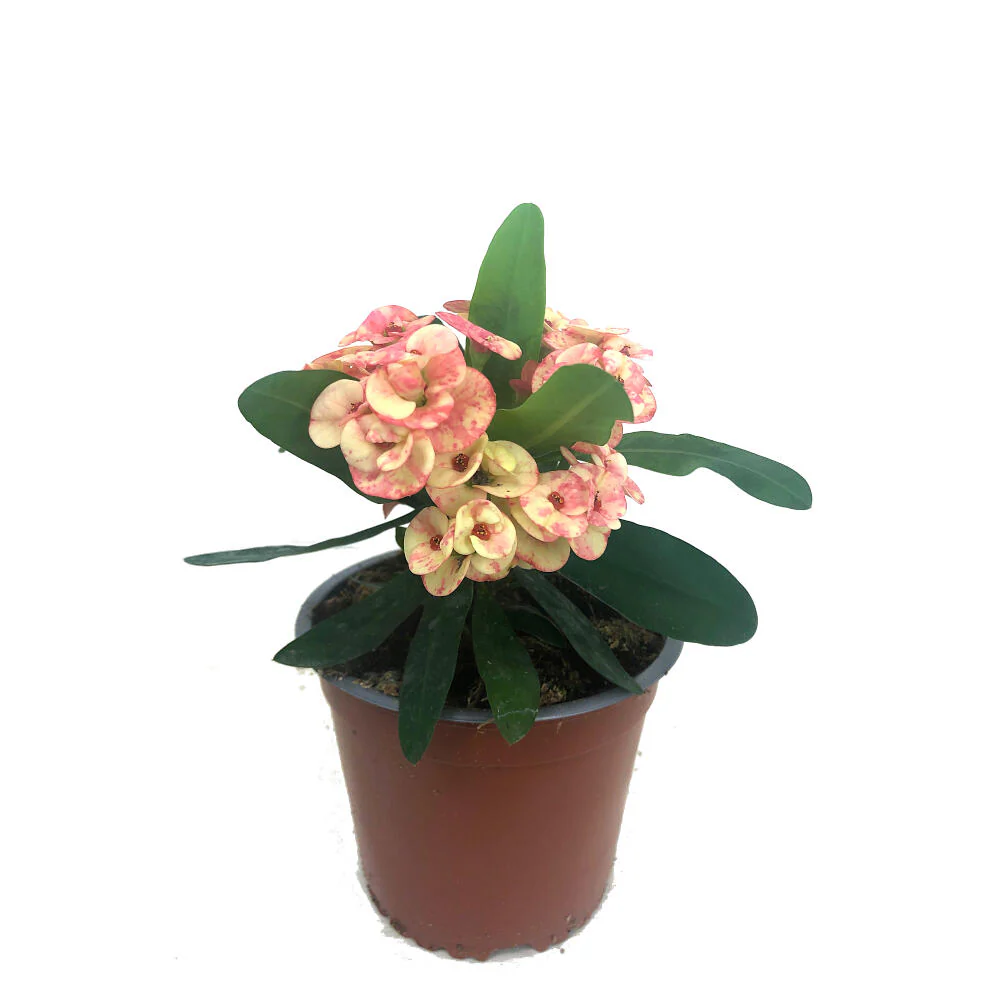 Euphorbia Millii M13 (corona De Cristo) - Image 2