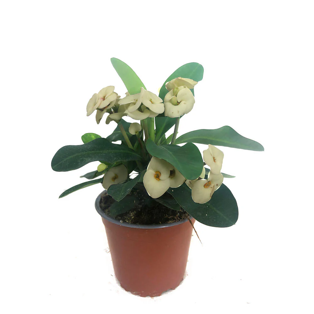 Euphorbia Millii M13 (corona De Cristo) - Image 5