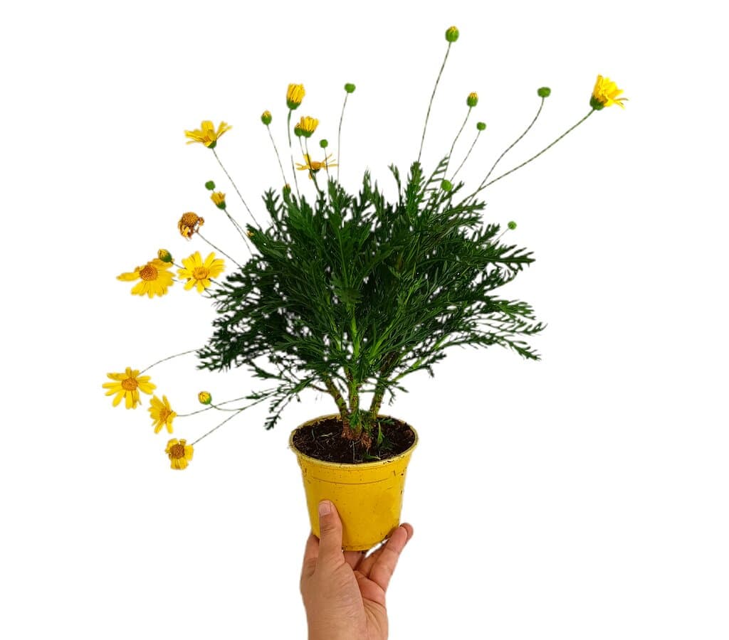Euryops M13