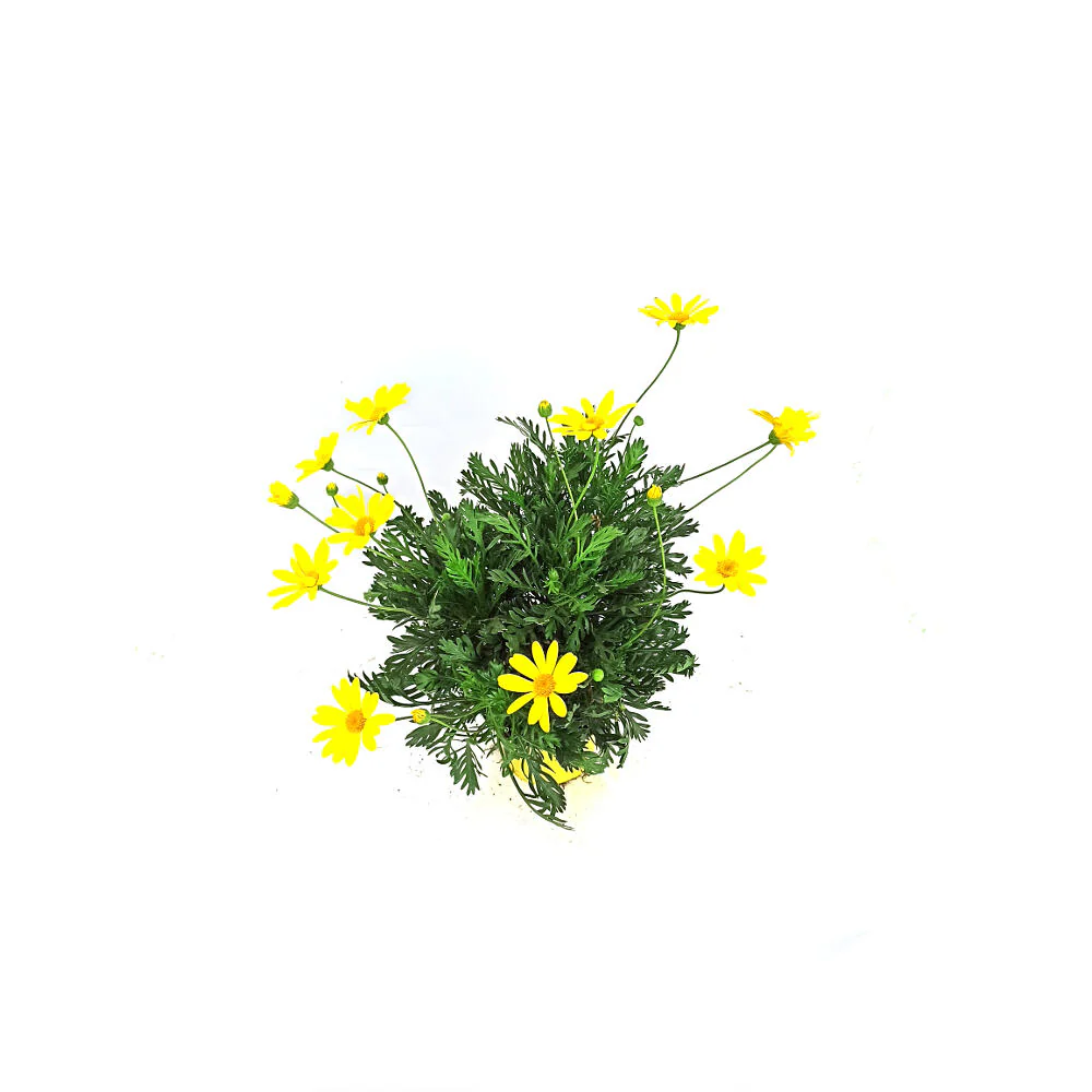 Euryops M13 - Image 3