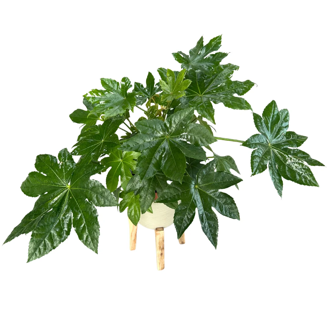 Fatsia Japónica O Laurel Japonés, Planta De Interior Muy Resistente