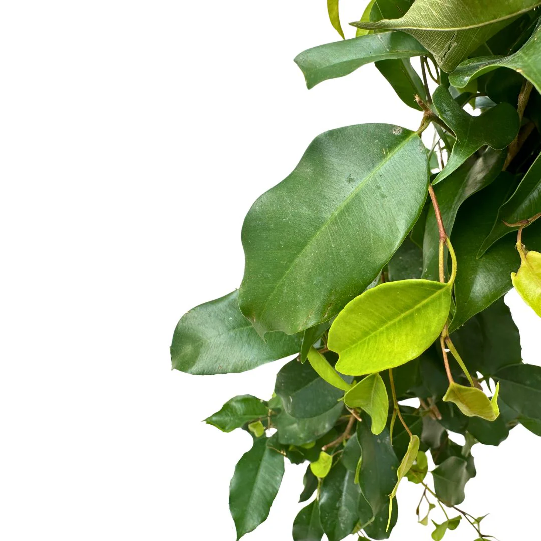 Ficus Danielle - Image 2