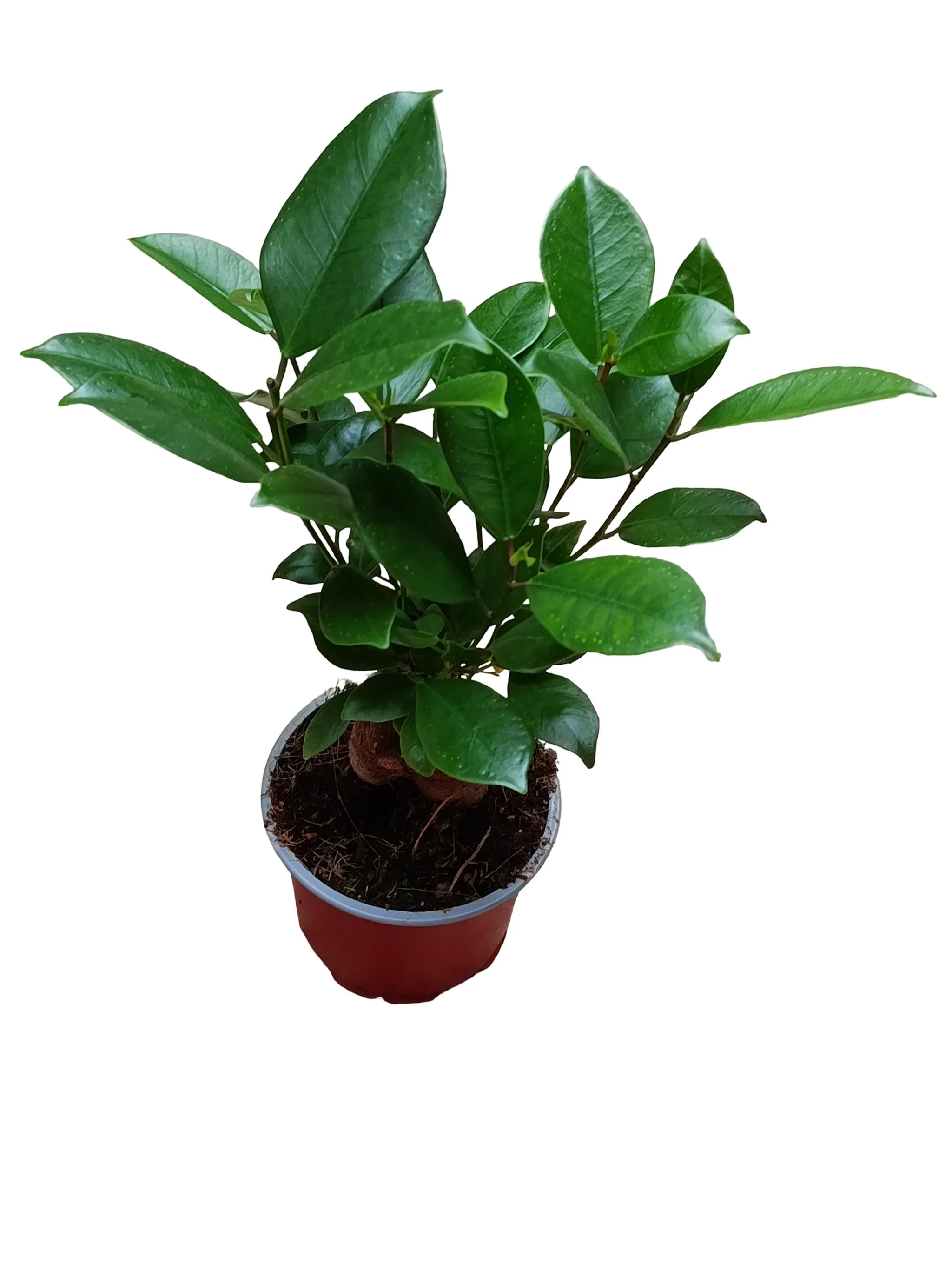 Ficus Ginseng SURTIDA Ø9 Planta Bonsai Terrario Interior